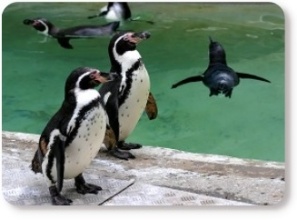 Exotic Animal Appraiser