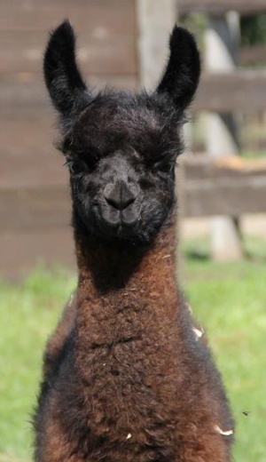 Daventry Appraisal Services