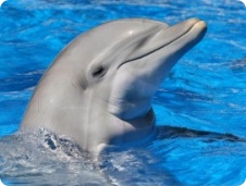 Marine Animal Appraiser